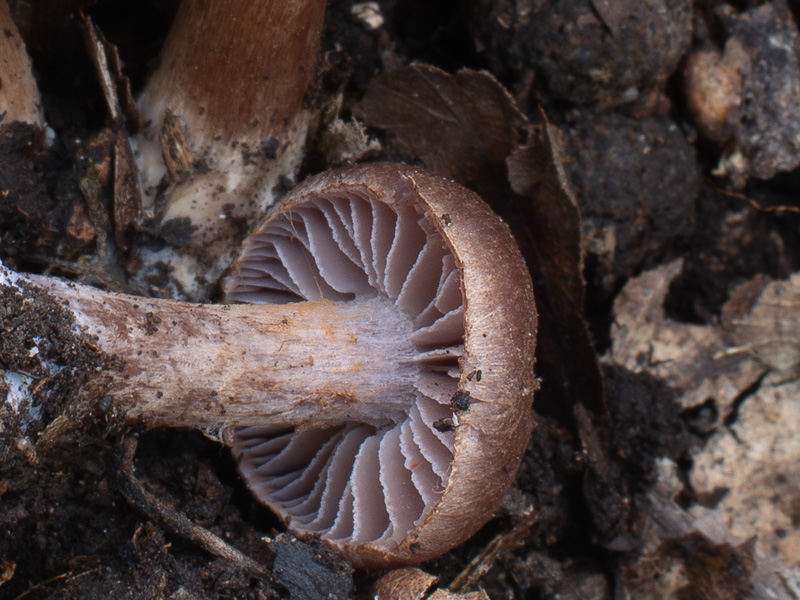 Cortinarius serratissimus Cortinarius furiosus